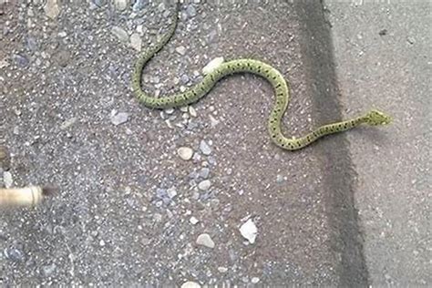 路上看到蛇代表什么